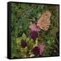 Flit - Satyr Butterfly on Thistle-Kirstie Adamson-Framed Stretched Canvas