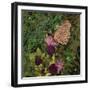 Flit - Satyr Butterfly on Thistle-Kirstie Adamson-Framed Giclee Print