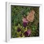 Flit - Satyr Butterfly on Thistle-Kirstie Adamson-Framed Giclee Print