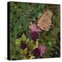 Flit - Satyr Butterfly on Thistle-Kirstie Adamson-Stretched Canvas