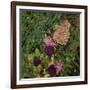 Flit - Satyr Butterfly on Thistle-Kirstie Adamson-Framed Giclee Print