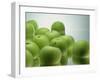 Floating Apples, 1995-Norman Hollands-Framed Photographic Print