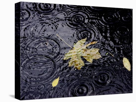 Floating Autumn Leaves are Seen in a Koi Pond-Rick Bowmer-Stretched Canvas