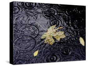 Floating Autumn Leaves are Seen in a Koi Pond-Rick Bowmer-Stretched Canvas