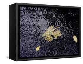 Floating Autumn Leaves are Seen in a Koi Pond-Rick Bowmer-Framed Stretched Canvas