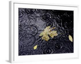 Floating Autumn Leaves are Seen in a Koi Pond-Rick Bowmer-Framed Photographic Print