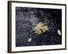 Floating Autumn Leaves are Seen in a Koi Pond-Rick Bowmer-Framed Photographic Print