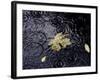 Floating Autumn Leaves are Seen in a Koi Pond-Rick Bowmer-Framed Photographic Print