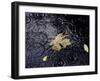 Floating Autumn Leaves are Seen in a Koi Pond-Rick Bowmer-Framed Photographic Print