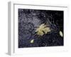 Floating Autumn Leaves are Seen in a Koi Pond-Rick Bowmer-Framed Photographic Print