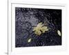 Floating Autumn Leaves are Seen in a Koi Pond-Rick Bowmer-Framed Photographic Print