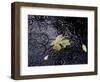 Floating Autumn Leaves are Seen in a Koi Pond-Rick Bowmer-Framed Photographic Print