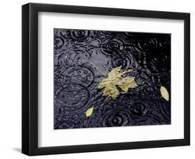 Floating Autumn Leaves are Seen in a Koi Pond-Rick Bowmer-Framed Photographic Print