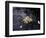 Floating Autumn Leaves are Seen in a Koi Pond-Rick Bowmer-Framed Photographic Print