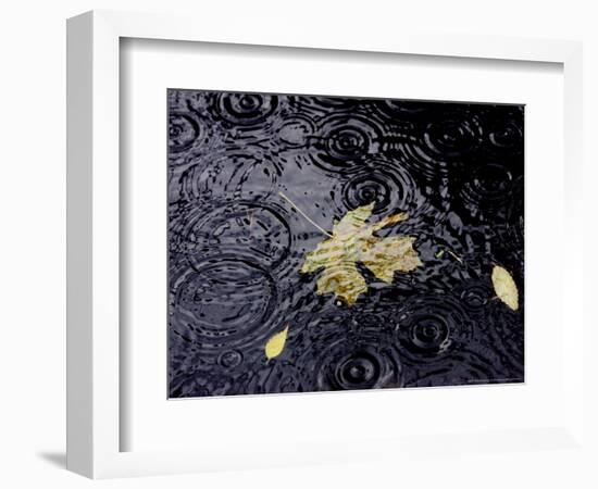 Floating Autumn Leaves are Seen in a Koi Pond-Rick Bowmer-Framed Photographic Print