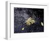 Floating Autumn Leaves are Seen in a Koi Pond-Rick Bowmer-Framed Photographic Print