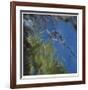 Floating Bamboo-Jan Wagstaff-Framed Limited Edition