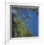 Floating Bamboo-Jan Wagstaff-Framed Limited Edition