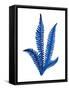 Floating Blue Plant-Jasmine Woods-Framed Stretched Canvas