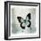 Floating Butterfly III-Debra Van Swearingen-Framed Art Print