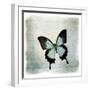 Floating Butterfly III-Debra Van Swearingen-Framed Art Print