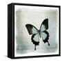 Floating Butterfly III-Debra Van Swearingen-Framed Stretched Canvas