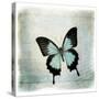 Floating Butterfly III-Debra Van Swearingen-Stretched Canvas