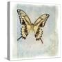 Floating Butterfly V-Debra Van Swearingen-Stretched Canvas