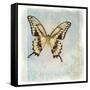 Floating Butterfly V-Debra Van Swearingen-Framed Stretched Canvas