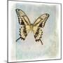 Floating Butterfly V-Debra Van Swearingen-Mounted Art Print