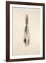 Floating Feathers I Sepia-Nathan Larson-Framed Photographic Print