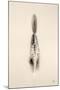 Floating Feathers I Sepia-Nathan Larson-Mounted Photographic Print