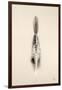 Floating Feathers I Sepia-Nathan Larson-Framed Photographic Print