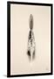 Floating Feathers I Sepia-Nathan Larson-Framed Photographic Print