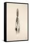 Floating Feathers I Sepia-Nathan Larson-Framed Stretched Canvas