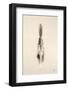 Floating Feathers I Sepia-Nathan Larson-Framed Photographic Print
