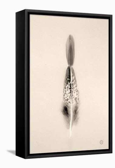 Floating Feathers I Sepia-Nathan Larson-Framed Stretched Canvas