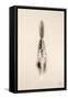 Floating Feathers I Sepia-Nathan Larson-Framed Stretched Canvas