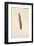 Floating Feathers II Sepia-Nathan Larson-Framed Photographic Print