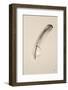 Floating Feathers III Sepia-Nathan Larson-Framed Photographic Print