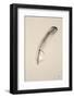 Floating Feathers III Sepia-Nathan Larson-Framed Photographic Print