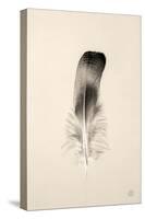 Floating Feathers IV Sepia-Nathan Larson-Stretched Canvas