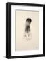Floating Feathers IV Sepia-Nathan Larson-Framed Photographic Print