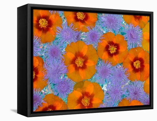 Floating Flowers in Glass Bowl, Blue Ageratum and Orange Blooms, Sammamish, Washington, USA-Darrell Gulin-Framed Stretched Canvas