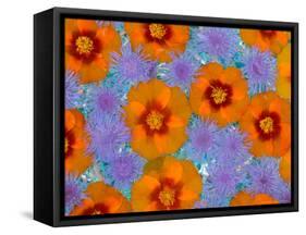 Floating Flowers in Glass Bowl, Blue Ageratum and Orange Blooms, Sammamish, Washington, USA-Darrell Gulin-Framed Stretched Canvas