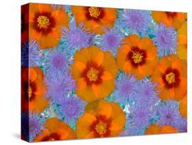 Floating Flowers in Glass Bowl, Blue Ageratum and Orange Blooms, Sammamish, Washington, USA-Darrell Gulin-Stretched Canvas