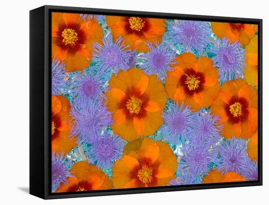 Floating Flowers in Glass Bowl, Blue Ageratum and Orange Blooms, Sammamish, Washington, USA-Darrell Gulin-Framed Stretched Canvas