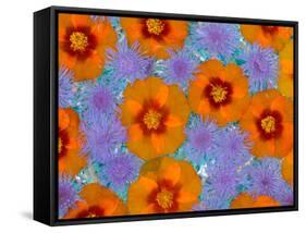 Floating Flowers in Glass Bowl, Blue Ageratum and Orange Blooms, Sammamish, Washington, USA-Darrell Gulin-Framed Stretched Canvas