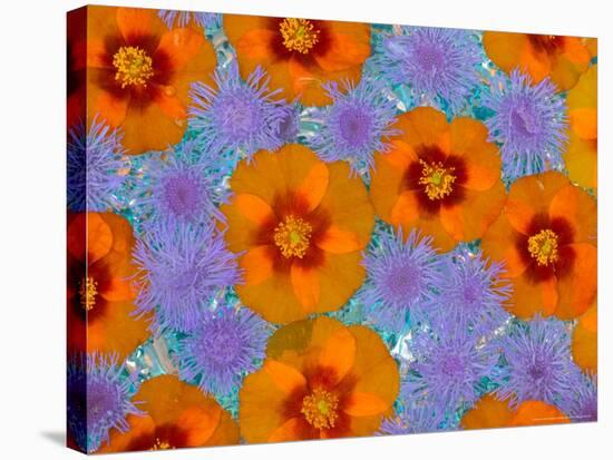 Floating Flowers in Glass Bowl, Blue Ageratum and Orange Blooms, Sammamish, Washington, USA-Darrell Gulin-Stretched Canvas