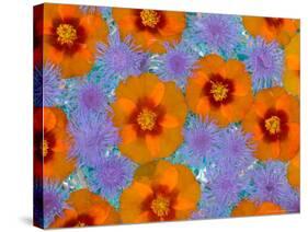 Floating Flowers in Glass Bowl, Blue Ageratum and Orange Blooms, Sammamish, Washington, USA-Darrell Gulin-Stretched Canvas